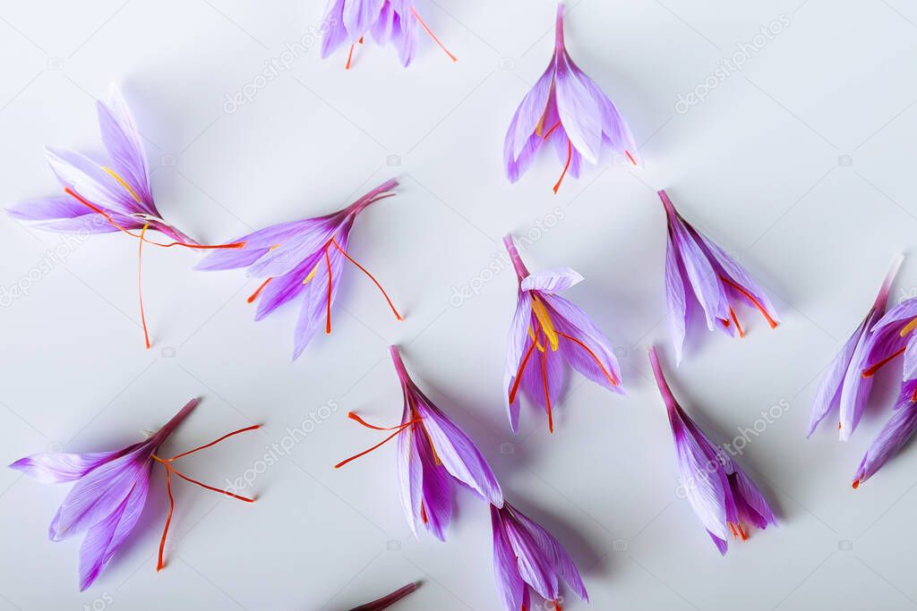 Many purple crocus sativus flowers isolated on white background. The most expensive spice.