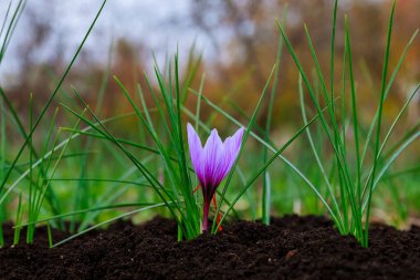 Safran çiçekleri. Siyah topraklarda tek safran bitkisi.