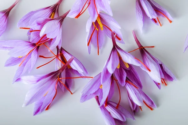 Wiele Purpurowych Kwiatów Krokusa Sativus Odizolowanych Białym Tle Najdroższa Przyprawa — Zdjęcie stockowe