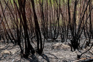 Doğal afetler. Orman yangınından sonra yanmış ağaçlar..