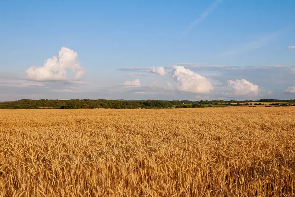 Goldenes Weizenfeld Mit Bewölktem Himmel Hintergrund — Stockfoto