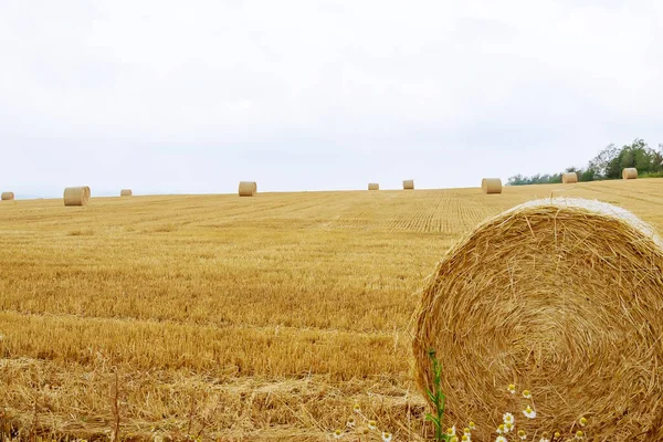 Bales Straw Farmland Blue Cloudy Sky Mowed Field Harvesting Wheat — Stock Photo, Image