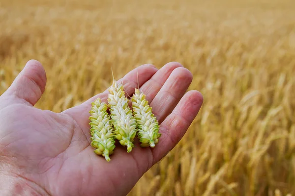 Espigueta Trigo Mão Contra Fundo Campo Trigo — Fotografia de Stock