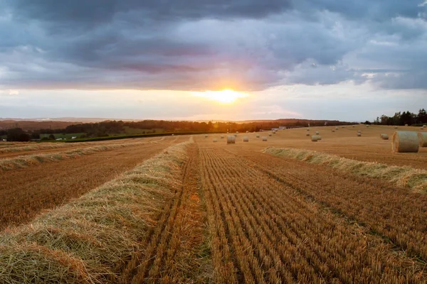 Runde Strohballen auf Ackerland, ein wolkenverhangener Himmel. Gemähtes Feld nach der Weizenernte. — Stockfoto