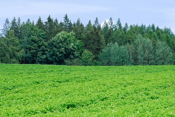 감자는 숲 과푸른 하늘을 배경으로 들판에서 자란다. — 스톡 사진
