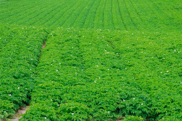 Batatas são plantadas em fileiras no campo . — Fotografia de Stock