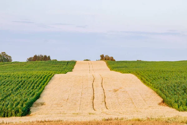 Weizen Und Maisfelder Der Tschechischen Republik — Stockfoto