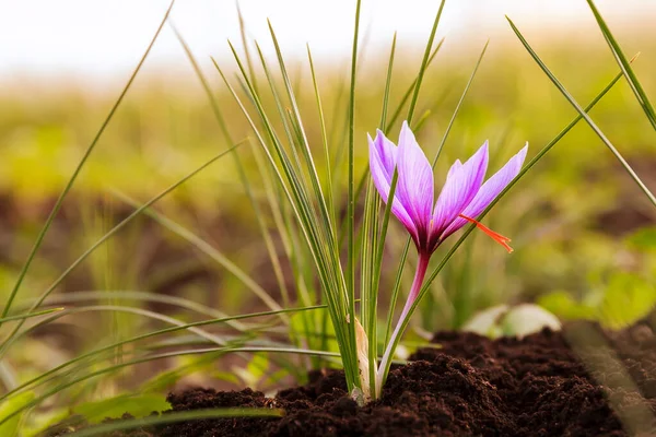 Saffron flowers during flowering on a saffron field.