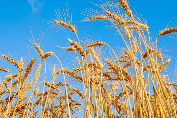 Campo Trigo Dourado Com Céu Nublado Fundo — Fotografia de Stock