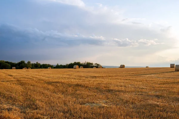하늘을 배경으로 농지에 뭉치를 놓는다 밭에서 수확하는 — 스톡 사진