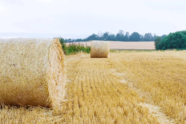 Bales Straw Farmland Blue Cloudy Sky Mowed Field Harvesting Wheat — Stock Photo, Image