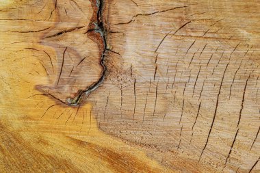 Ağacın çapraz kesimi. Ağaç kökü dokusu. Arkaplan.