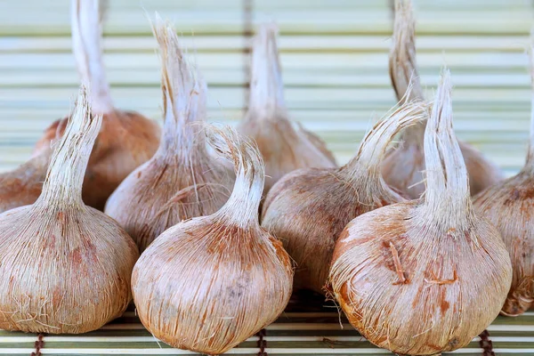 Saffron sativus bulb on a wooden background. — Stock Image Saffron sativus bulb on a wooden background. Stock Image