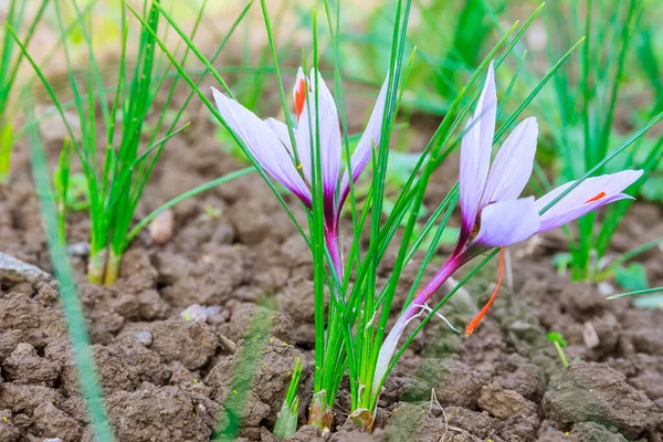 Çiçekli safran bitkisi. En pahalı baharat için krokus çiçeği topluyorum. Mor kır çiçekleri..