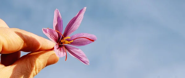 Freshly cut saffron flower in man hand. Purple crocus flower with red stamens.