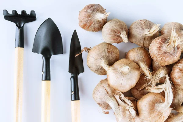 Planting crocus bulbs. Pile of crocus bulbs and garden tools on a white background. The concept of growing saffron. cultivation of saffron. — Stock Image Planting Crocus Bulbs Pile Crocus Bulbs Garden Tools White Background Stock Picture