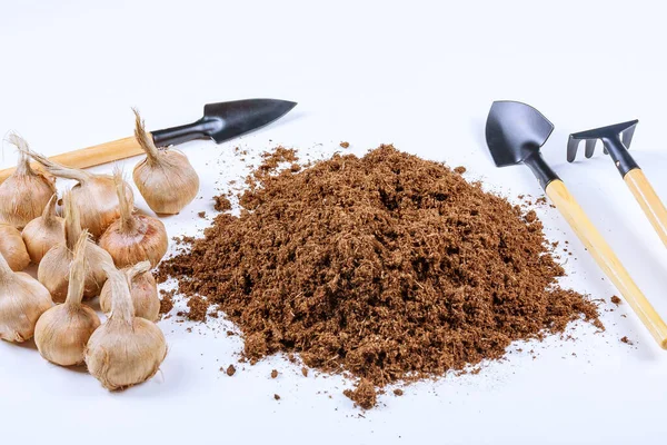 Planting crocus bulbs in the ground. Pile of fertile soil, garden tools and saffron bulbs on a white background. — Stock Image Planting Crocus Bulbs Ground Pile Fertile Soil Garden Tools Saffron Stock Photo