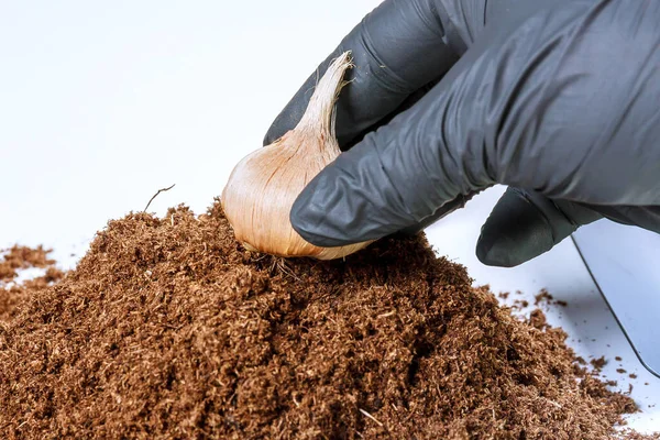 Planting crocus bulbs in the ground. Pile of fertile soil, garden tools and saffron bulbs on a white background. — Stock Image Planting Crocus Bulbs Ground Pile Fertile Soil Garden Tools Saffron Stock Photo