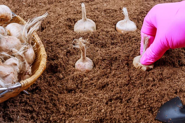 Planting crocus bulbs in the ground. Farmer in gloves planting saffron. Garden tools. — Stock Image Planting Crocus Bulbs Ground Farmer Gloves Planting Saffron Garden Tools Royalty Free Stock Photos