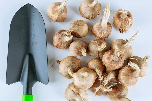Planting crocus bulbs. Pile of crocus bulbs and garden tools on a white background. The concept of growing saffron. cultivation of saffron. — Stock Image Planting Crocus Bulbs Pile Crocus Bulbs Garden Tools White Background Royalty Free Stock Images