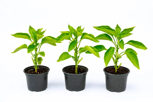 Beyaz arka planda plastik bir tencerede çan biberi tohumları