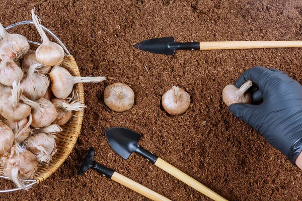 Planting crocus bulbs in the ground. Farmer in gloves planting saffron. Garden tools. — Stock Image Planting Crocus Bulbs Ground Farmer Gloves Planting Saffron Garden Tools Royalty Free Stock Photos