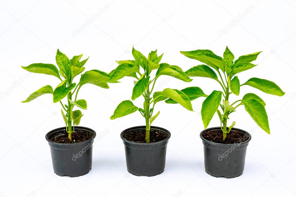 Bell Pepper seedlings in a plastic pot on a white background