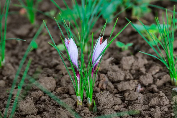 Çiçekli Safran Bitkisi Pahalı Baharat Için Krokus Çiçeği Topluyorum Mor — Stok fotoğraf