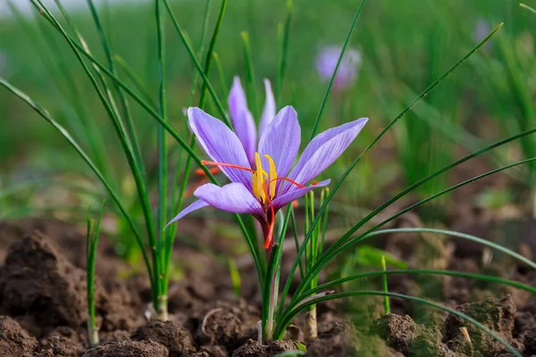 Çiçekli Safran Bitkisi Pahalı Baharat Için Krokus Çiçeği Topluyorum Mor — Stok fotoğraf