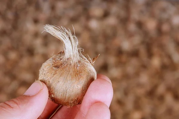Crocus sativus bulb in a farmar hand. Saffron bulbs. — Stock Image Crocus Sativus Bulb Farmar Hand Saffron Bulbs Stock Photo