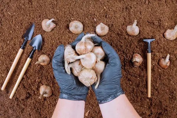 Planting crocus bulbs in the ground. Farmer in gloves planting saffron. Garden tools. — Stock Image Planting Crocus Bulbs Ground Farmer Gloves Planting Saffron Garden Tools Stock Picture