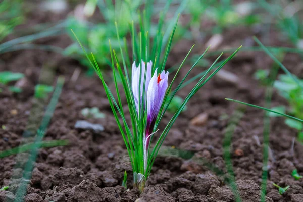 Blommande Saffran Växt Skördar Krokusblommor För Den Dyraste Kryddan Kronärtskockor — Stockfoto