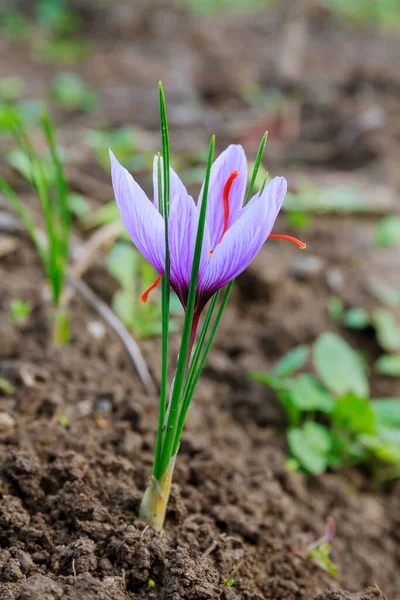 Çiçekli safran bitkisi. En pahalı baharat için krokus çiçeği topluyorum. Mor kır çiçekleri..