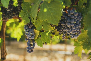 Şarap üretimi için toplanmadan önce üzüm bağlarından sarkan kırmızı üzümler.