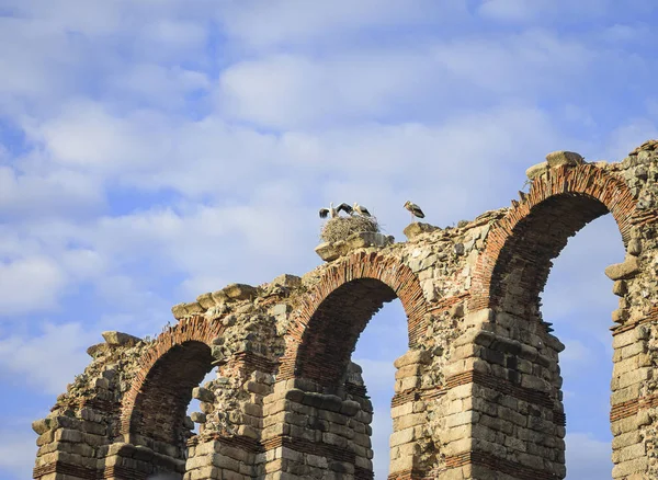 Nido de cigüeñas en el acueducto romano de Los Milagros, en Mérida (España) ) — Foto de Stock