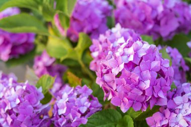 Ön planda güzel pembe çiçekli ortancalar var.