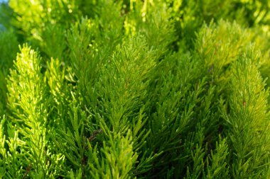 Duvar kağıdı. Taze ve iyi aydınlatılmış yeşil tonlarda altın selvi dalları. Makro