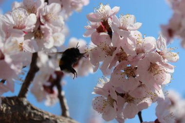 Siyah yaban arısı kayısı ağacından nektar toplar..