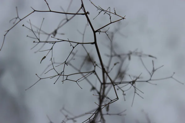 Dunkler Ast Nebligen Winterwald Nahaufnahme — Stockfoto