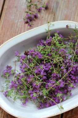 Taze, daha yeni toplanmış kekik masada yatıyor. Bitkisel ilaç. Bitkisel ilaçlar. Şifalı bitkiler. Organik baharat. Rustik stil, yakın çekim, üst görünüm
