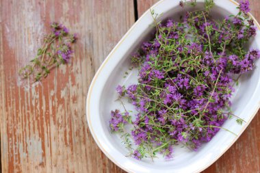 Taze, daha yeni toplanmış kekik masada yatıyor. Bitkisel ilaç. Bitkisel ilaçlar. Şifalı bitkiler. Organik baharat. Rustik stil, yakın çekim, üst görünüm