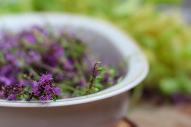 Taze, daha yeni toplanmış kekik masada yatıyor. Bitkisel ilaç. Bitkisel ilaçlar. Şifalı bitkiler. Organik baharat. Rustik stil, yakın çekim, üst görünüm