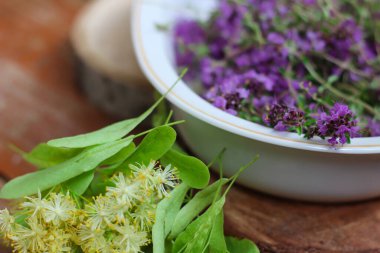 Taze, daha yeni toplanmış kekik masada yatıyor. Bitkisel ilaç. Bitkisel ilaçlar. Şifalı bitkiler. Organik baharat. Rustik stil, yakın çekim, üst görünüm