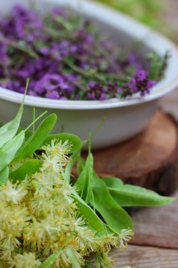 Taze, daha yeni toplanmış kekik masada yatıyor. Bitkisel ilaç. Bitkisel ilaçlar. Şifalı bitkiler. Organik baharat. Rustik stil, yakın çekim, üst görünüm