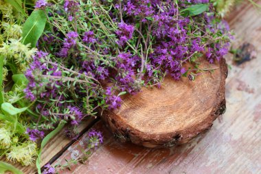 Taze, daha yeni toplanmış kekik masada yatıyor. Bitkisel ilaç. Bitkisel ilaçlar. Şifalı bitkiler. Organik baharat. Rustik stil, yakın çekim, üst görünüm