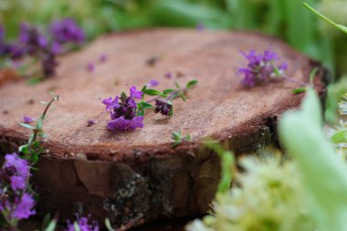 Taze, daha yeni toplanmış kekik masada yatıyor. Bitkisel ilaç. Bitkisel ilaçlar. Şifalı bitkiler. Organik baharat. Rustik stil, yakın çekim, üst görünüm