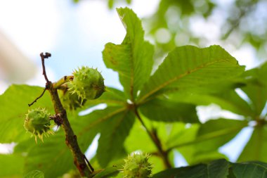 Kestane ağacında genç kestaneler büyüyor, yaz havası.