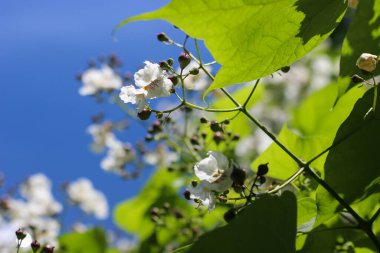 Güzel atalpa şimdi çiçek açıyor. Yaz titreşimleri