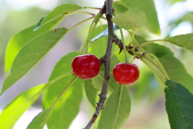 Sebze bahçesinde güzel bir kiraz ağacı büyüyor. Organik, GDO 'suz. Yaz atmosferi, yakın çekim, üst görünüm