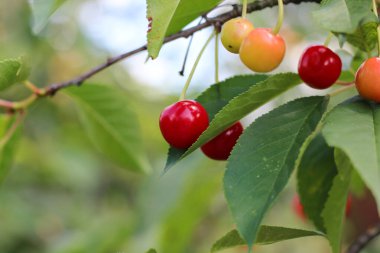Sebze bahçesinde güzel bir kiraz ağacı büyüyor. Organik, GDO 'suz. Yaz atmosferi, yakın çekim, üst görünüm